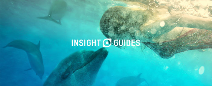 Persona-Case-Study Insight Guides